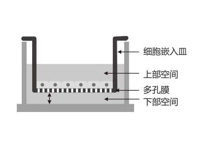 懸掛式設(shè)計，嵌入皿移細胞嵌入皿移動時單層細胞不受影響上部空間 ，還能防止培養(yǎng)液通過中毛細作用流失
